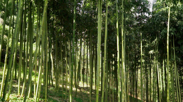 Forever Bambù aderisce a CO2alizione Italia